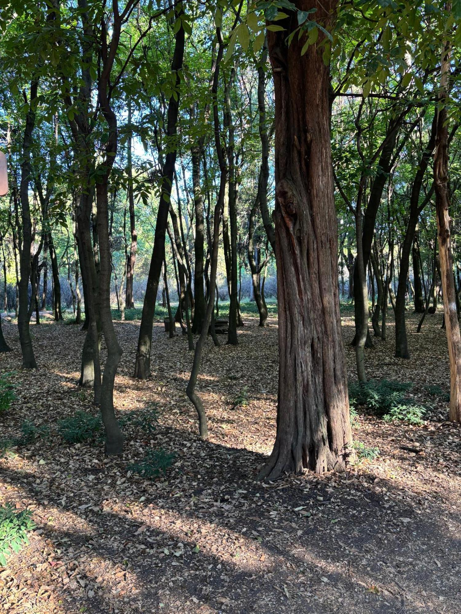 מקסיקו סיטי Villa Coyoacan מראה חיצוני תמונה